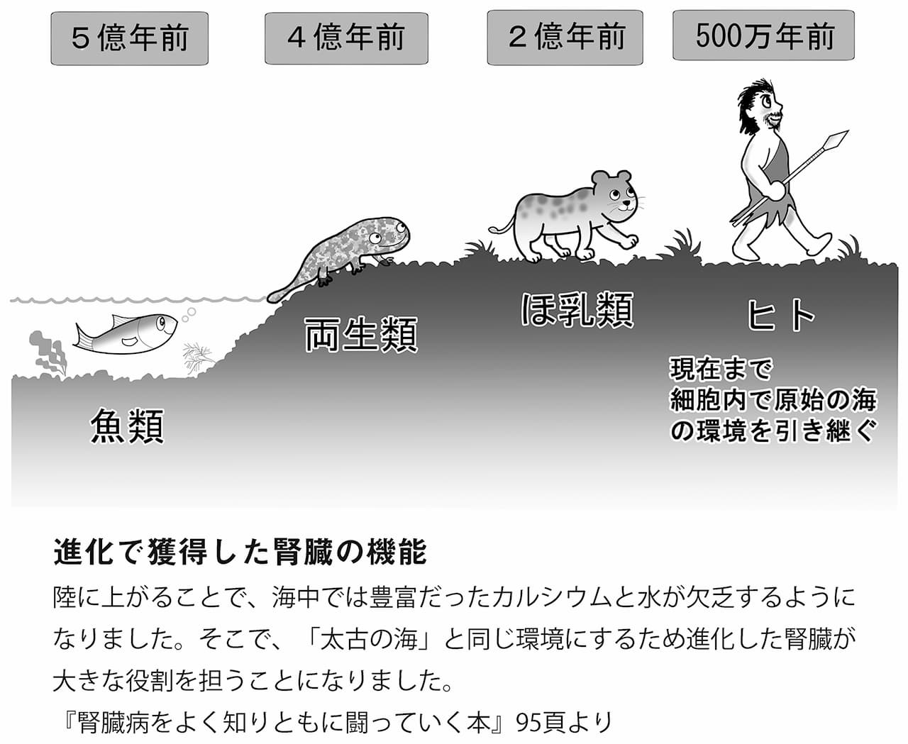 P97 進化で獲得した腎臓の機能